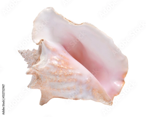 Obraz Large pink queen conch seashell isolated on white background