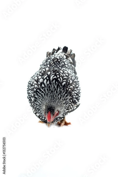 Obraz Wyandotte bantam Chicken silver laced isolated white background