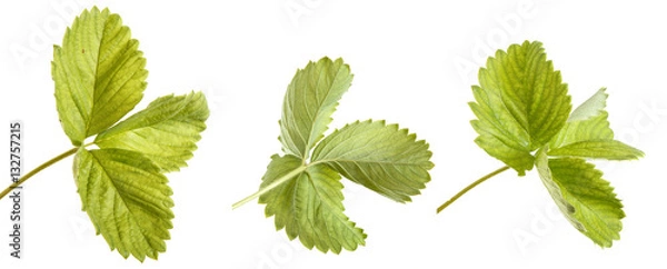 Fototapeta strawberry leaves isolated on a white background. Set