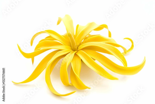 Obraz Yellow Ylang Ylang flower isolated on a white background, showcasing its fragrant beauty and natural simplicity