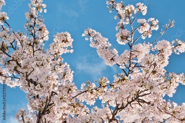 Obraz 桜、サクラ