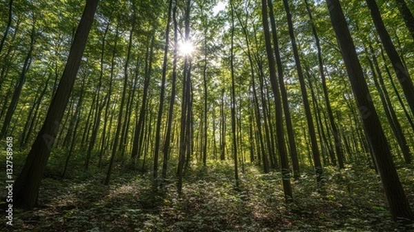 Fototapeta Sunlit Forest Scene Tall Trees Lush Green Canopy