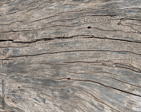 Obraz Dry gray bark texture surface