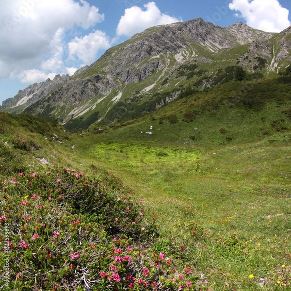 Obraz Blooming Rhododendron shrubs in front of mount Schafberg in the Vorarlberg Alps, Austria