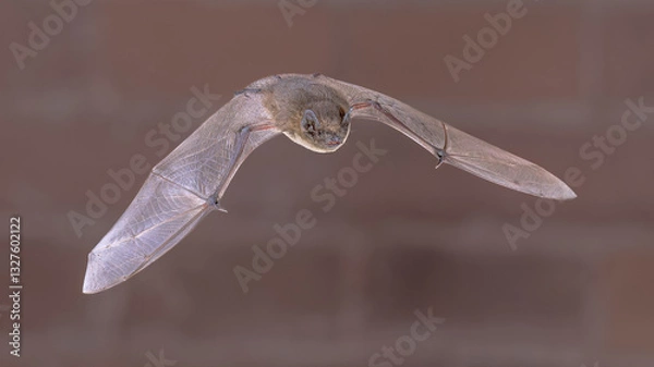 Obraz Flying Pipistrelle Bat on brick wall