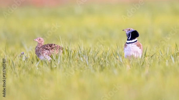 Obraz Pair Little Bustard displaying in Grassland