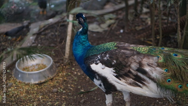 Fototapeta Portrait of a peacock or Pavo muticus. The tail is dark green. Dark blue. The body of the peacock has a colorful background.