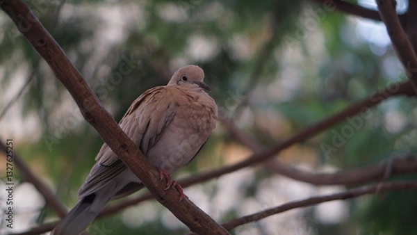 Fototapeta 4K footage of the Puter bird or Streptopelia decaocto
perched on a tree branch