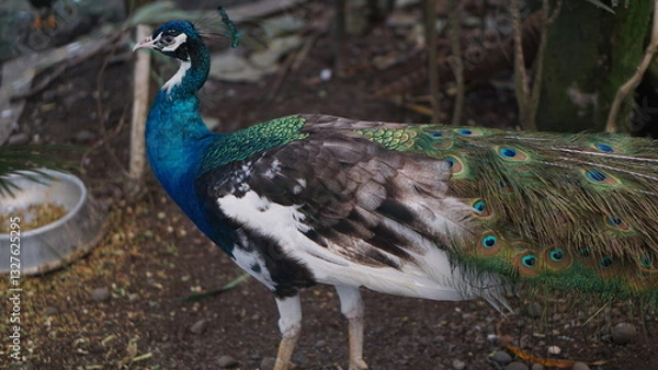 Fototapeta Portrait of a peacock or Pavo muticus. The tail is dark green. Dark blue. The body of the peacock has a colorful background.