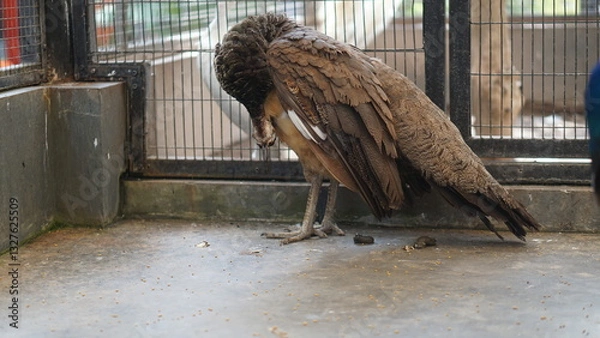 Fototapeta Portrait of a peacock or Pavo muticus. The tail is dark green. Dark blue. The body of the peacock has a colorful background.