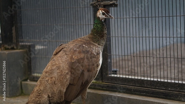 Fototapeta Portrait of a peacock or Pavo muticus. The tail is dark green. Dark blue. The body of the peacock has a colorful background.