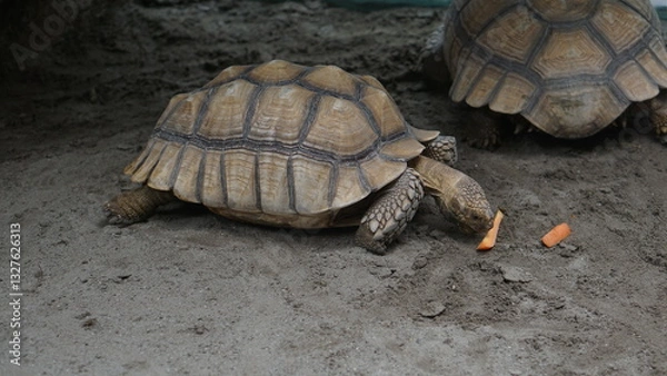 Fototapeta Portrait of the African Spurred Tortoise (Centrochelys Sulcata) in the Zoo, Also Called the Sulcata Tortoise