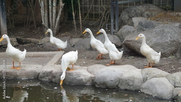 Fototapeta White duck walking on the bank of a small river. Pekin duck, Aylesbury duck, Anas platyrhynchos domesticus in the zoo.