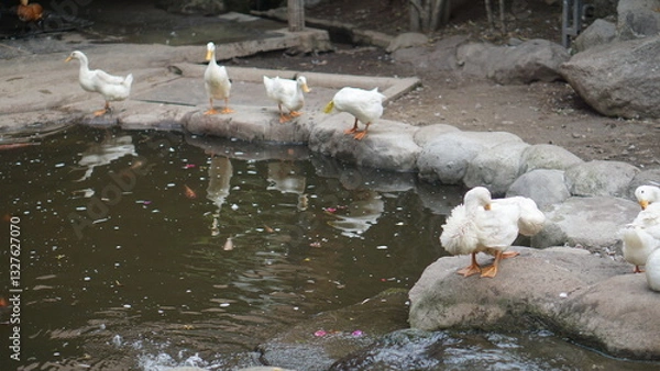 Fototapeta White duck walking on the bank of a small river. Pekin duck, Aylesbury duck, Anas platyrhynchos domesticus in the zoo.