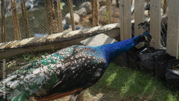 Fototapeta Portrait of a peacock or Pavo muticus. The tail is dark green. Dark blue. The body of the peacock has a colorful background.