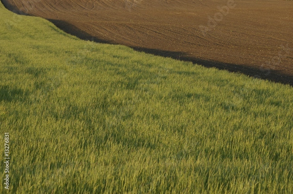 Obraz Feld von links