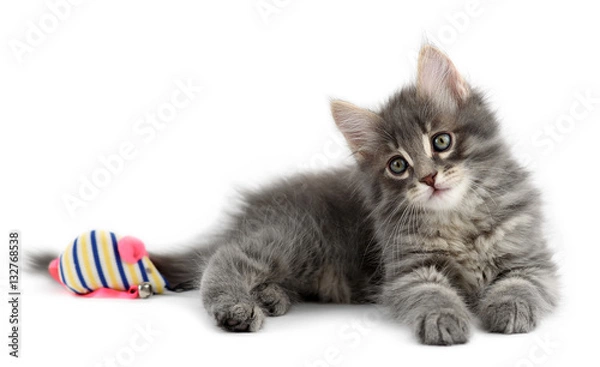 Obraz Kitten on a white background