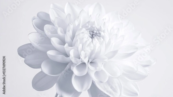 Fototapeta A close-up shot of a single white flower in a decorative vase