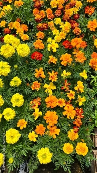 Obraz yellow floral background