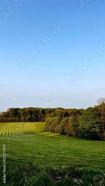 Obraz green field and blue sky