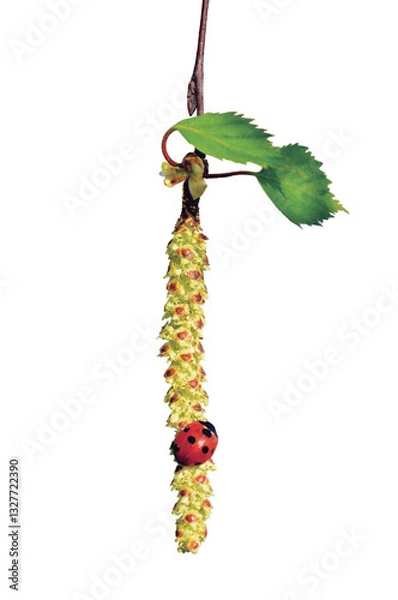 Fototapeta Ladybird on birch tree catkin twig, ladybug and betula pendula ament stem macro detail, young spring aglets and leaves, large detailed vertical isolated closeup blank empty white background copy space