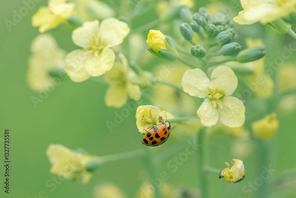 Fototapeta A red ladybug on a broccoli plant in bloom.