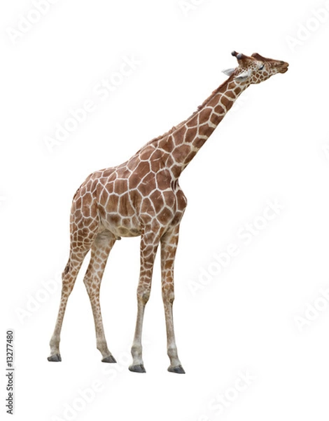 Obraz Giraffe kissing cutout