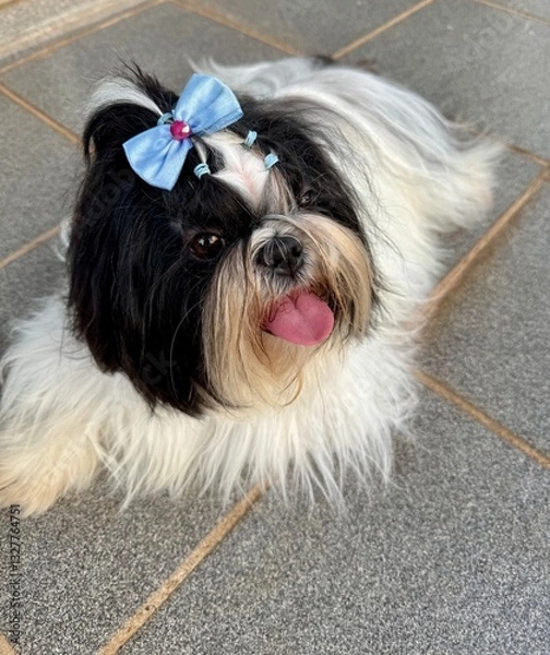 Fototapeta Shihtzu