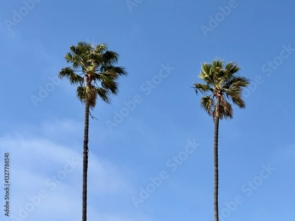 Fototapeta Looking up at two palm trees with blue sky and light clouds behind