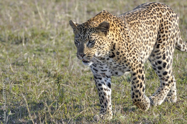 Obraz Leopard on the Prowl