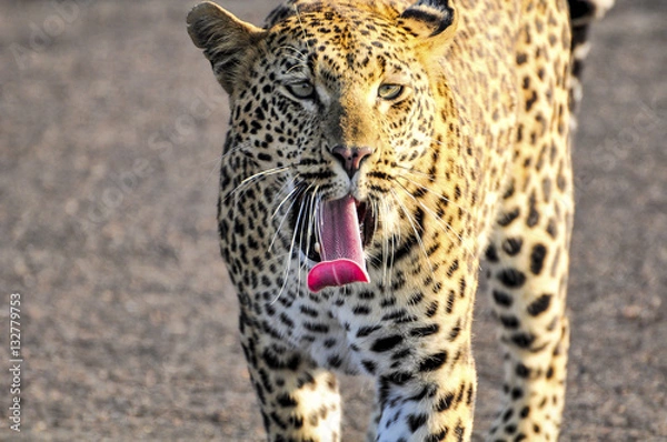 Obraz Leopard Yawning