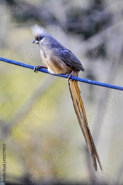 Obraz Mousebird