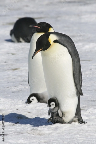 Obraz Emperor penguins