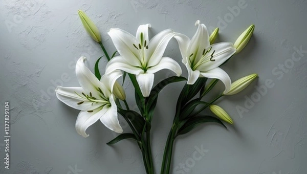 Fototapeta Flowers of white lilies. Floral mock up. Mourning or funeral background.