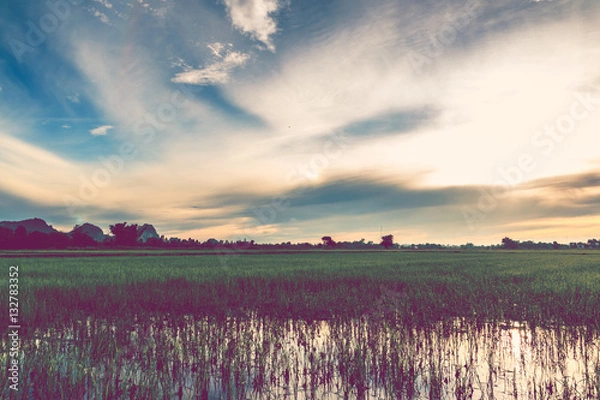 Obraz Rice field and background of sky and stone mountain. Retro vinta
