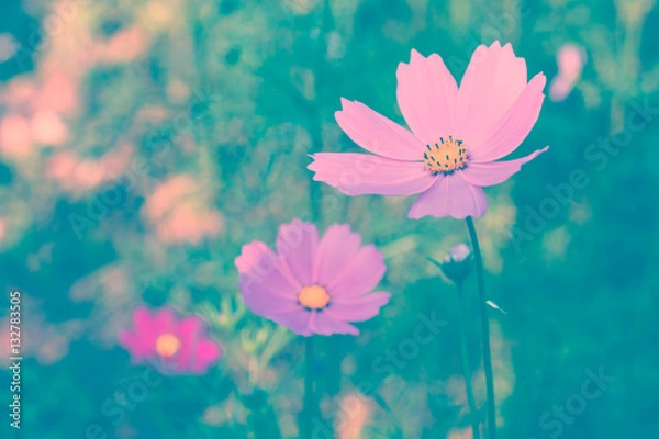 Obraz Cosmos flower. Retro vintage filter effect.