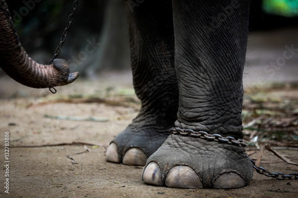 Fototapeta Chained elephant 