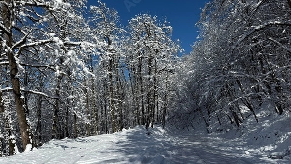 Fototapeta A snow-covered road winding through a winter forest with leafless trees