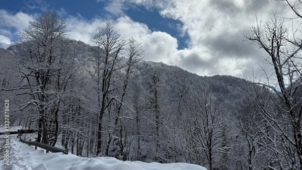 Fototapeta Snow-laden trees stand tall under a moody sky, their frozen branches framing the misty mountain slopes