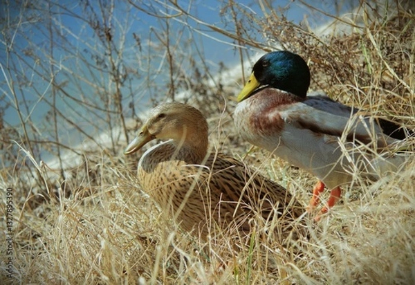 Obraz Mallard sitting in the vegetation at water