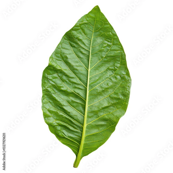 Fototapeta Large Textured Green Tobacco Leaf on a White Background for Stock Photography, isolated on transparent background.