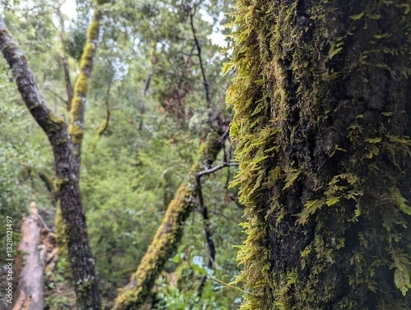 Obraz moss-covered tree in the forest