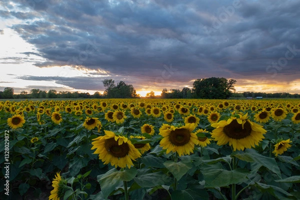 Obraz Sunflower field in Minnesota with a beautiful cloudy sky 