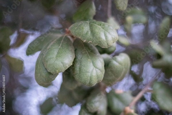Obraz green leaves on the tree
