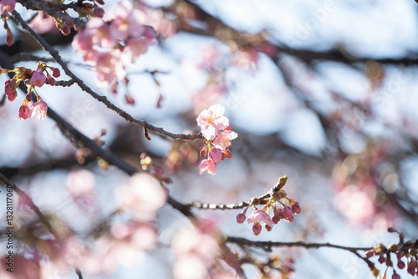 Fototapeta 河津桜の花と蕾
