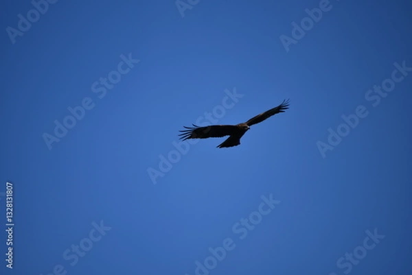 Fototapeta 竹崎城展望台から撮影するトンビと青空