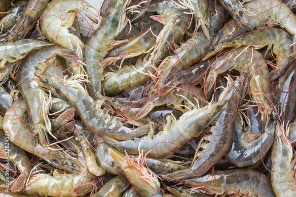 Fototapeta Fresh shrimp