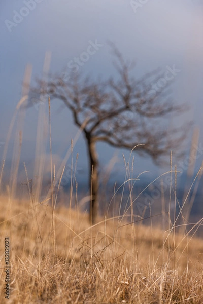 Obraz Czech Republic