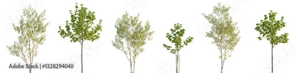 Fototapeta Street summer trees (Chestnut, Populus alba, Quercus rubra, platanus, maple) isolated png on a transparent background premium realistic cutout 