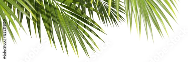 Obraz Palm leafs weekend summertime environmental foreground on transparent backgrounds 3d illustrations png